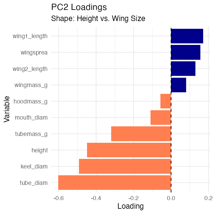 Horizontal bar chart of PC2 loadings for each of the 10 variables, colored by sign, showing height and mouth diameter loading negatively and wing measurements loading positively, consistent with PC2 representing a height-versus-wing-size shape trade-off.