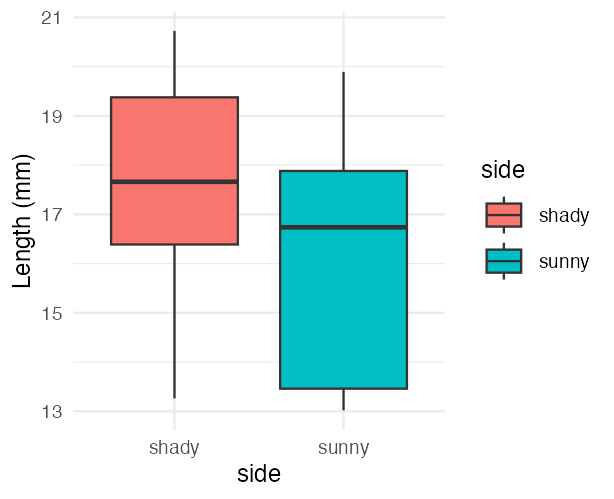 Boxplot of pine needle length by side of tree (shady vs. sunny), used to visually check for outliers before running t-tests.