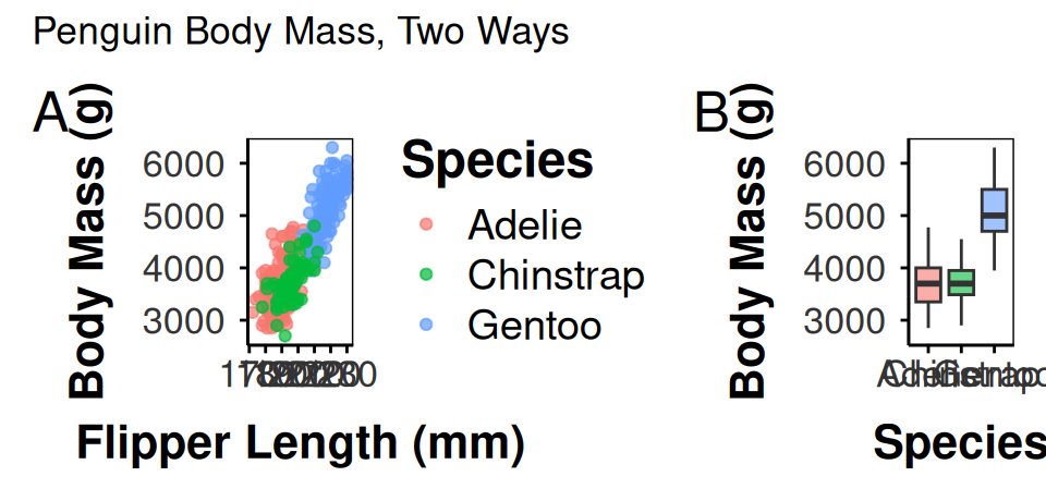 Two panels combined side by side with patchwork: a scatter plot of body mass against flipper length on the left, and a boxplot of body mass by species on the right, with the overall figure labeled panel A and B.