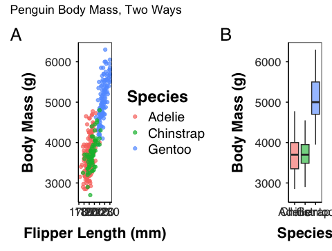 Two panels combined side by side with patchwork: a scatter plot of body mass against flipper length on the left, and a boxplot of body mass by species on the right, with the overall figure labeled panel A and B.