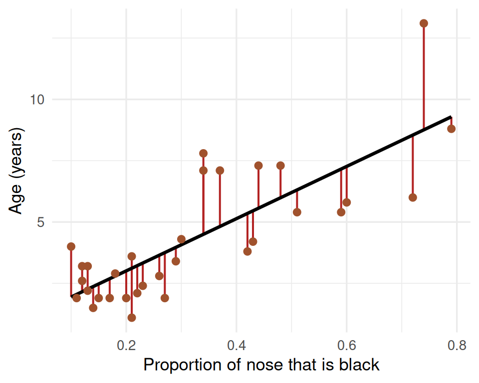 The same lion scatter plot with the least-squares line, plus a vertical red segment drawn from every point to the line. Segments above the line are longer for a few lions; most are short. The plot shows the residual as the vertical gap between the observed point and the line.