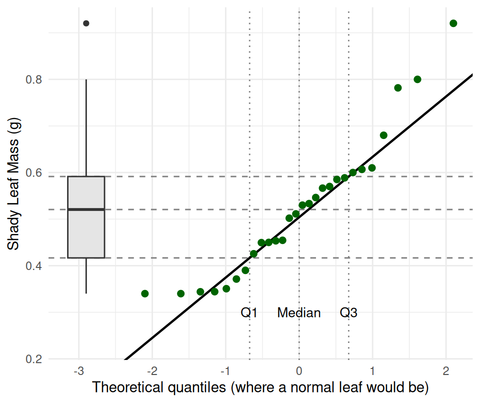 QQ plot of shady-side leaf mass with a box plot of the same data drawn on its left edge. Dashed horizontal lines run from the box plot's quartiles across the QQ plot, meeting the points near theoretical values of minus 0.67, 0 and 0.67. Most points follow the straight reference line, but the largest few leaves bend upward above it.