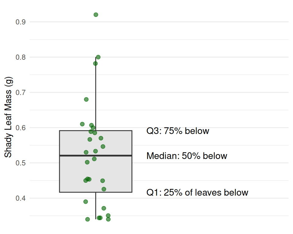Box plot of shady-side leaf mass with jittered points, with labels pointing to the lower quartile (25 percent of leaves below), median (50 percent below), and upper quartile (75 percent below).